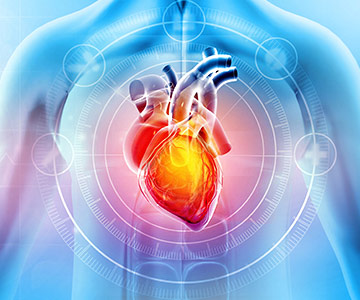 Colorful 3D illustration of a heart in the upper part of a human torso.