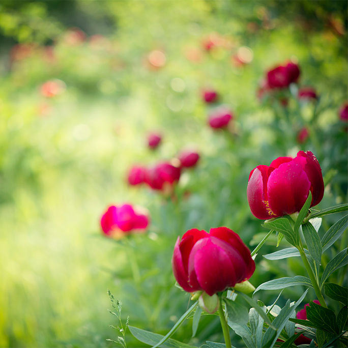 Bright pink flowers in nature