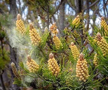 Pollen floating up from pine trees in the spring.