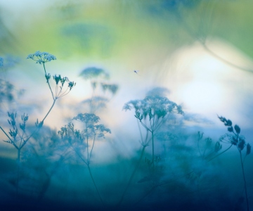 serene, soft focus of flowers in peaceful greens and blues.