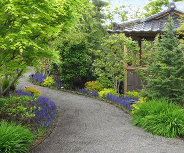 Purple salvia flowers line a path at the Lebanon Healing Gardens.