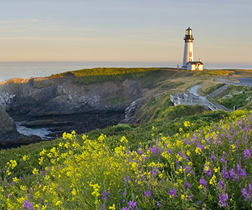Yaquina Head Lighthouse with wild flowers in the foreground.